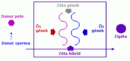 összefonás